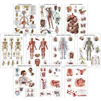 10 Pack - Anatomical Poster Set - Laminated - Muscular, Skeletal, Digestive, Respiratory, Circulatory, Endocrine…