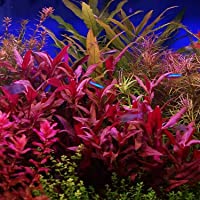 HOT! Alternanthera Lilacina Bunch BUY2GET1 Freshwater Live Aquarium Plant Red Stems