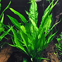 Java Fern Bare Root | Microsorum Pteropus - Low Light Freshwater Aquarium Plant