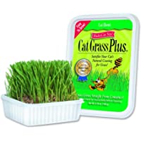 Multi-cat catgrass Plus tub 150 Grams by Corp/g