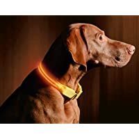 ILLUMISEEN LED Dog Collar USB Rechargeable – Bright & High Visibility Lighted Glow Collar for Pet Night Walking…