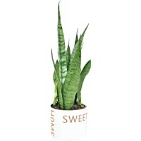 Costa Farms Live Indoor Snake Plant, Sansevieria 12-Inches Tall, Decor Planter