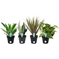 Costa Farms Clean Air-O2 For You Live House Plant Collection 4-Pack, Assorted Foliage, 4-Inch, Green