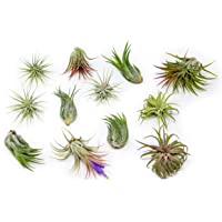 12 Pack Assorted Ionantha Air Plants - Wholesale - Bulk - Live Tillandsia - Easy Care House Plants - Succulents - 30 Day…