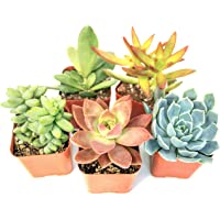 Succulent Plants (5 Pack) Assorted Potted Succulents Plants Live House Plants in Cacti and Succulent Soil Mix, Planter…