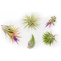 Air Plant Shop's Tillandsia Ionantha - 5 Pack - Free PDF Air Plant Care eBook with Every Order - 5 Pack Air Plant…