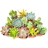 Succulent Plants (12 Pack) Fully Rooted in Planter Pots with Soil | Real Live Potted Succulents / Unique Indoor Cactus…