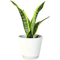 Live Snake Plant with Decorative White Pot, Sansevieria Trifasciata Superba, Fully Rooted Indoor House Plant, Mother in…