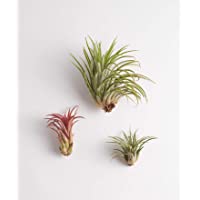 Shop Succulents | Live Air Plants Hand Selected Assorted Variety of Species, Tropical Houseplants for Home Décor and DIY…