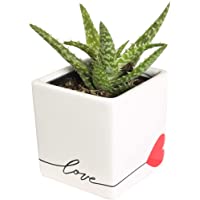 Costa Farms Aloe Vera Live Indoor Succulent Plant 4-Inches Tall, in Love Balloon Ceramic
