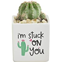 Costa Farms Mini Cactus Fully Rooted Live Indoor Plant, Gift, 2.5-Inch, Stuck On You Planter Room Decor