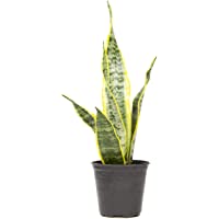 Live Snake Plant, Sansevieria trifasciata Laurentii, Fully Rooted Indoor House Plant in Pot, Mother in Law Tongue…
