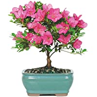 Brussel's Bonsai Live Satsuki Azalea Outdoor Bonsai Tree-5 Years Old 6" to 8" Tall with Decorative Container, Small