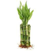 Live Lucky Bamboo 4-Inch Bundle of 10 Stalks - Live Indoor Plants for Home Decor, Arts & Crafts, Zen Gardens and Feng…