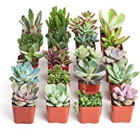 Shop Succulents | Unique Collection | Assortment of Hand Selected, Fully Rooted Live Indoor Succulent Plants, 20-Pack B