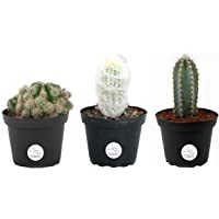 Costa Farms Live Indoor Plants, Cactus Décor 7 to 10-Inches Tall, Grower Pot 3-Pack, Assortment, Fresh From Our Farm