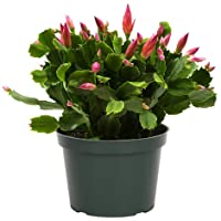 American Plant Exchange Christmas Cactus Zygocactus Live Plant, 6" Pot, Assorted Colors Growers Choice