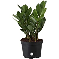 Costa Farms ZZ Zamioculcas Zamiifolia Live Indoor Plant, 10-Inch Tall, Fresh From Our Farm, Excellent Gift