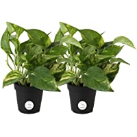 Costa Farms Devil's Ivy, Golden Pothos, Epipremnum, 4in Grow Pot, 2-Pack, Very Easy to Grow