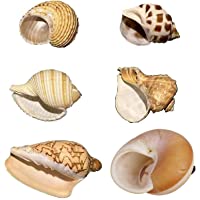 Petawi Hermit Crab Shells Large Medium XLarge Natural Growth Shells for Hermit Crab Variety Turbo Seashells Sea Conch No…