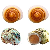 Beutique Hermit Crab Shells Turbo Shells 4pcs Assorted Turbo Shells Large Opening Size 2" - 4" Handpicked Hermit Crab…