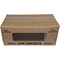 BuyFeederCrickets 500 Live Acheta Crickets (Medium (1/2"))