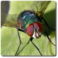 Fly Vision Camera Effect - Bug Eyes
